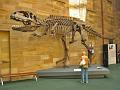 A 100 Sydney - Museum  (Giganotosaurus carolini, Argentine 1994)